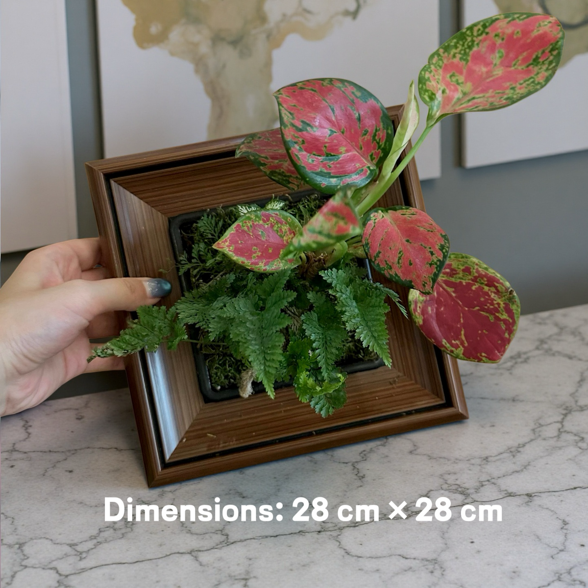 GlowFrame™ – Living Art That Lights Up Your Space（Free desk lamp）Free gift: artificial staghorn fern