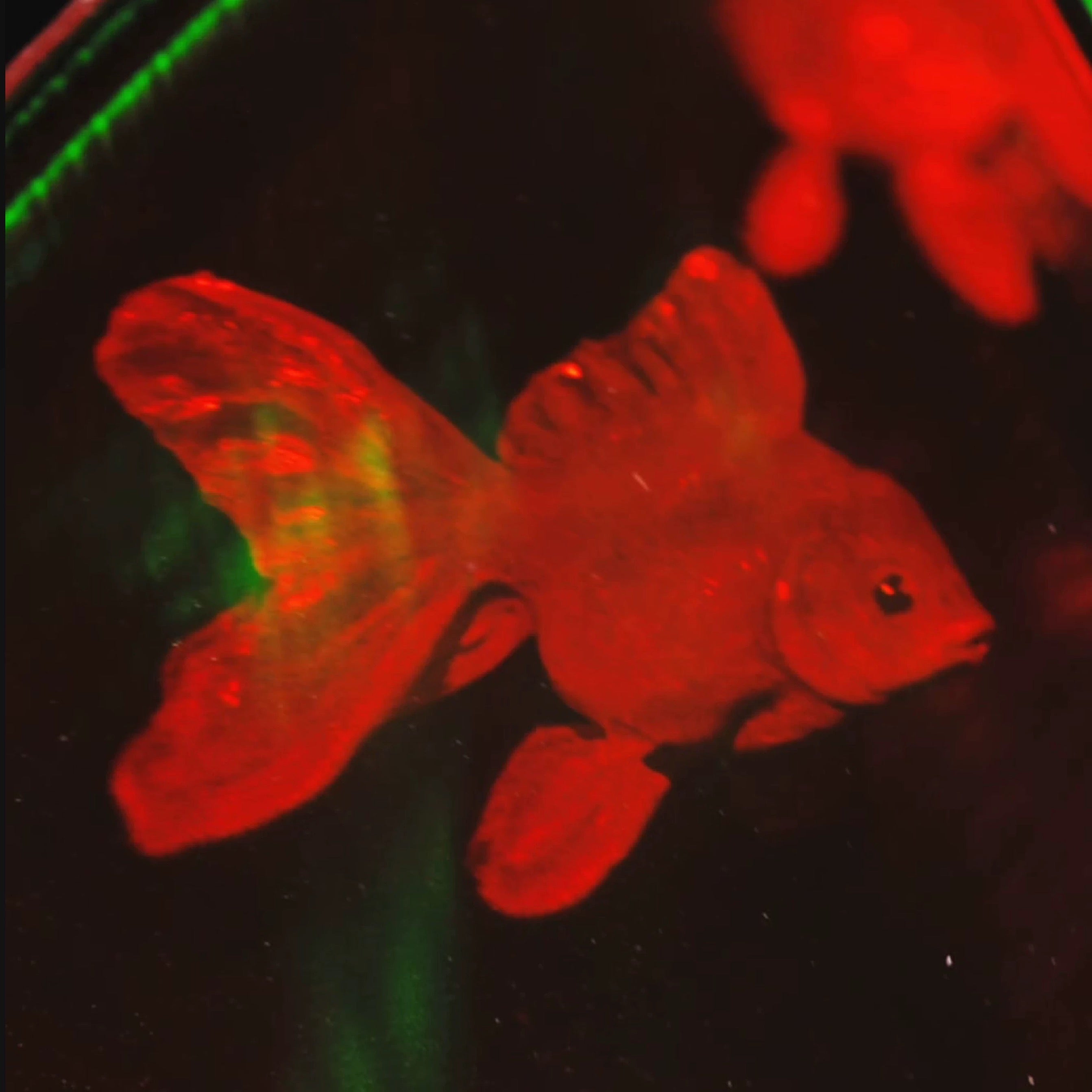 Handmade Holographic Goldfish Pendant – Mini Floating Fish Charm | Made to Order