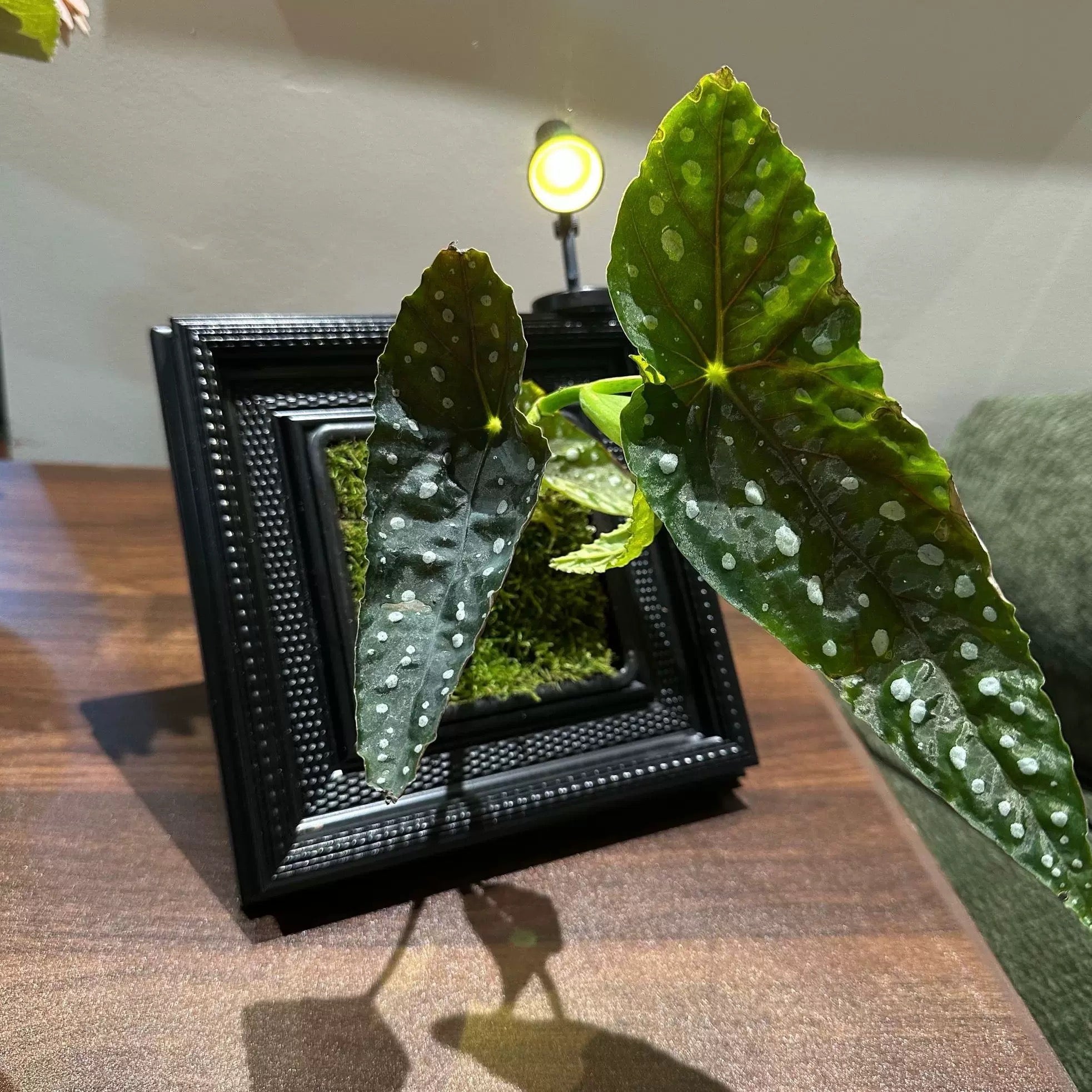 Oil Painting Picture Frame and Flower Pot with a Free Night Light