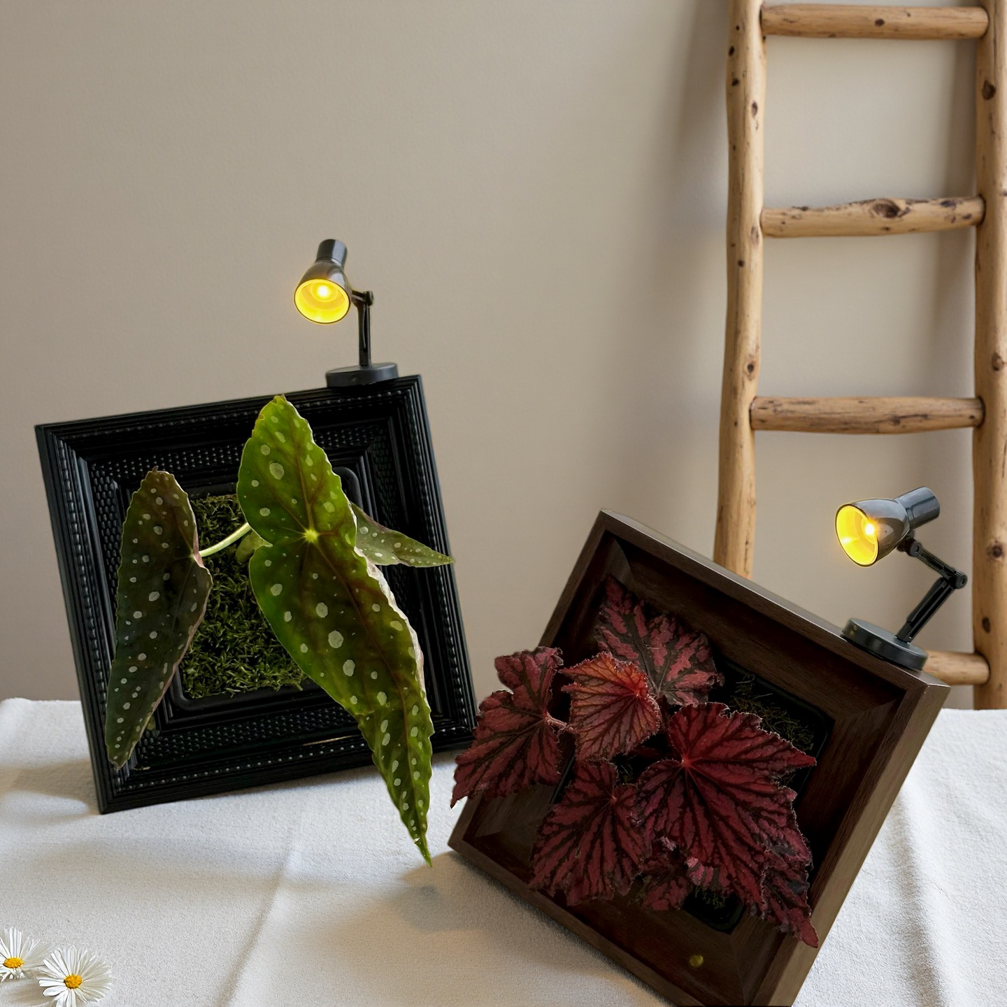 GlowFrame™ – Living Art That Lights Up Your Space（Free desk lamp）Free gift: artificial staghorn fern