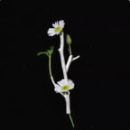 Floral Home Collection（Buy one, get one free）
